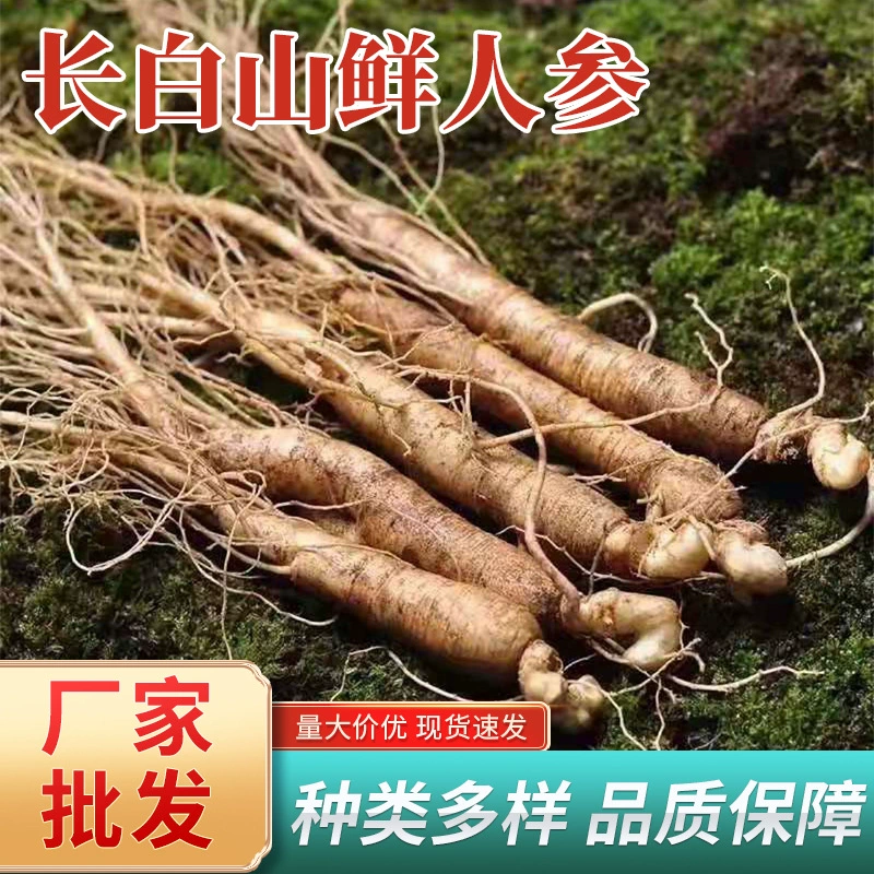Северо-восточная специальность Цзилинь Чанбайшань свежий женьшень 1 юань маленький женьшень оптом и в розницу