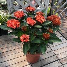 龙船花 龙船花品牌 图片 价格 龙船花批发 阿里巴巴