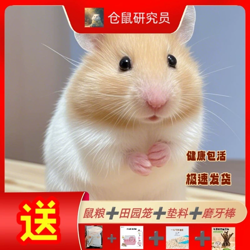 Маленький хомяк, живое животное, серебряная лиса, пудинг, фиолетовый хомяк, золотой хомяк, рисовый медведь, коровий медведь, тигр, медведь с рисунком, предпочтительная бесплатная доставка с едой для крыс