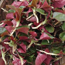 �~�Ȳ����r�۶������~���۸�Ұ��������������Ĵ��خaҰ���߲�