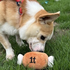 犬のおもちゃ1tの大きい肉の塊は音を出すことができます。