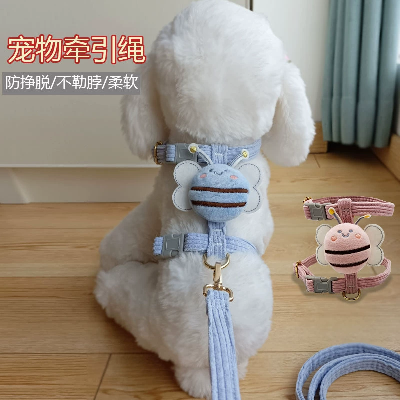 Маленькая собака Тедди Кики выгуливает собачью веревку ошейник собаки тянет кошачий кот с пчелиной спиной