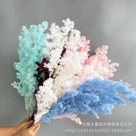 云南工厂直发永生花蓬莱松圣诞树装饰真花配花手工DIY花束配材