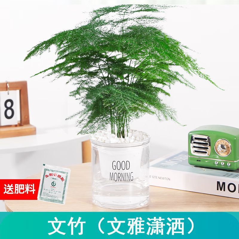 우아하고 시크한 (아스파라거스 아스파라거스)