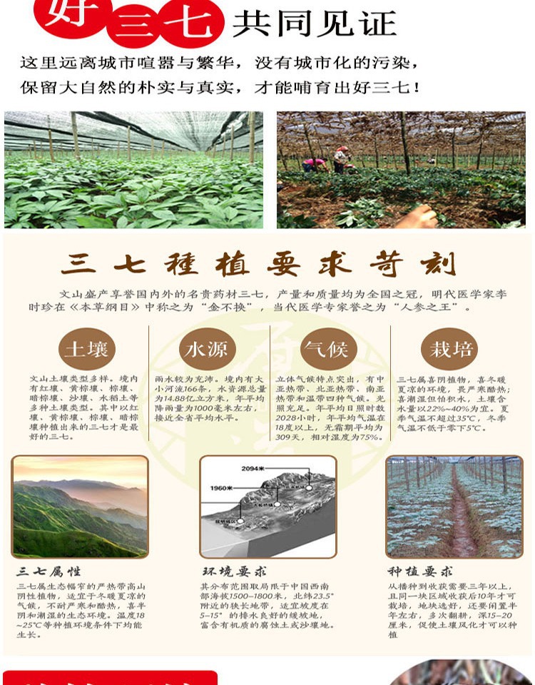 San Qi Notoginseng Root Tian Qi Dried Whole Roots Wenshan Panax notoginseng for Decoction and Powder specifications