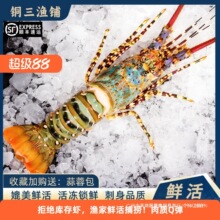 澳洲大龙虾特大3-8斤大花龙鲜活速冻小青龙波龙深水虾海捕鲜水产