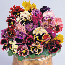 夏夏花店*英国TM 大花重瓣 三色堇角堇进口四季种耐寒花种子花籽