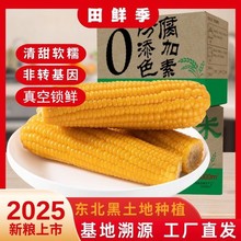 东北玉米糯玉米黄玉米黑玉米新鲜玉米非转基因箱装批发代发定制
