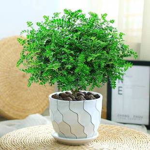 �����������ľ���Ի����҃�����ò�ֲ������Ϙ��辰������Gֲ