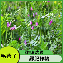 果园绿肥种子毛苕子油苕子光叶紫花苕长柔毛野豌豆四季蜜源紫云英