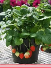 四季草莓奶油红颜草莓秧大棚种植草莓盆栽当年结果新苗带土果苗