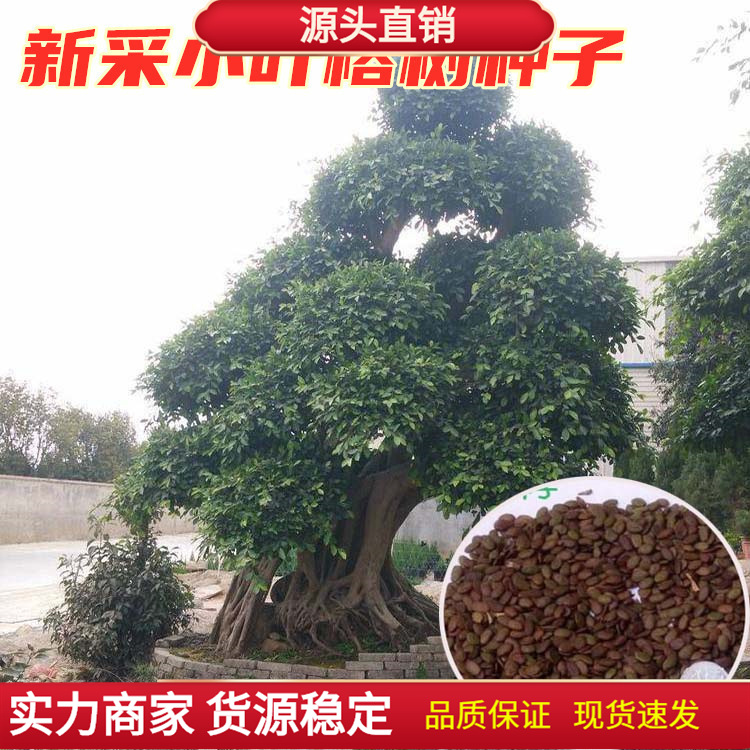 新采小叶榕树种子雅榕种子万年青树种籽子盆景庭院公园种植