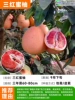 [Inactive Pack] Sanhong Honey Pomelo (three-year-old seedlings 60-80cm) + 111cm (inclusive) - 140cm (inclusive)