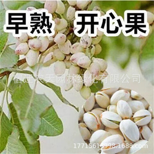 �_�Ĺ����ϱ����Nֲ���箔��Y���_�Ĺ��������Ե��԰����ӾG��