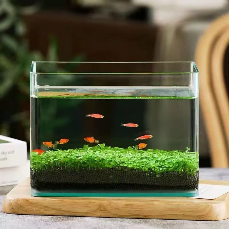 Aquatic plants, creative aquarium, bottle