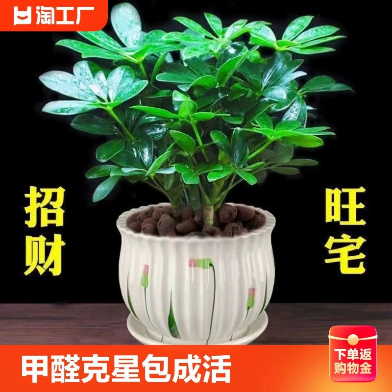 Денежное дерево в горшке с семилепестковым лотосом, комнатное дерево, привлекающее удачу, легко ухаживать в любое время года, маленькое зеленое растение.