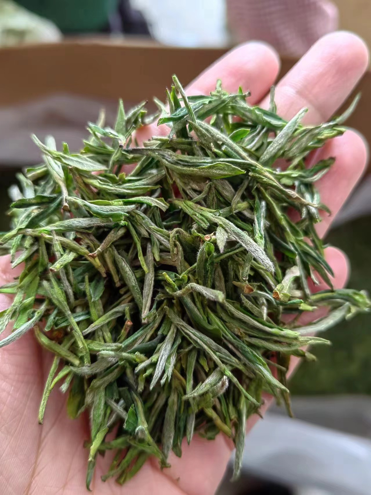 2025 신차 7A 특급 Mingqian Maofeng (고향)