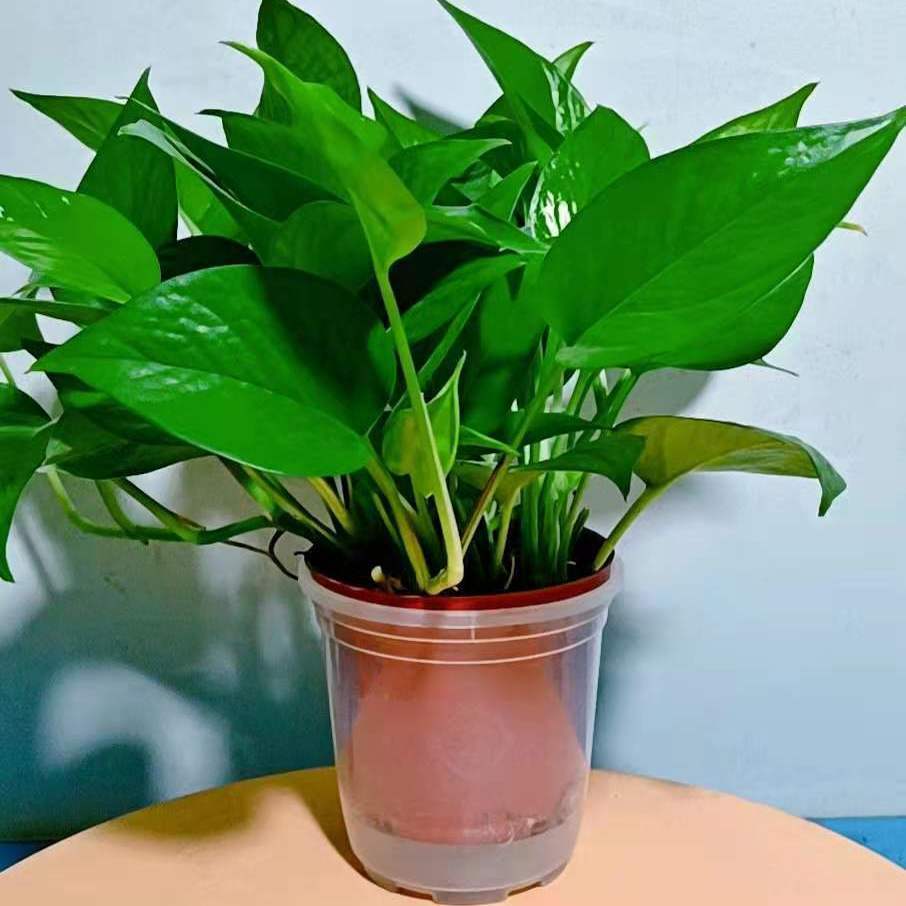 게으른 물 저장 원래 분지 [1 분지 시험 모델 포토스]