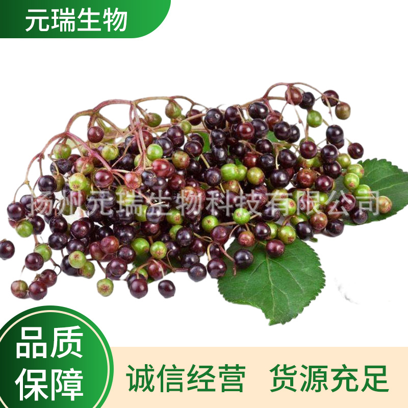 厂家供应批发接骨木提取液化妆品原料接骨木萃取原液植物提取液