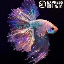 顺丰泰国斗鱼大尾巴半月公粉白超美斗鱼小型热带观赏鱼好养耐活鱼