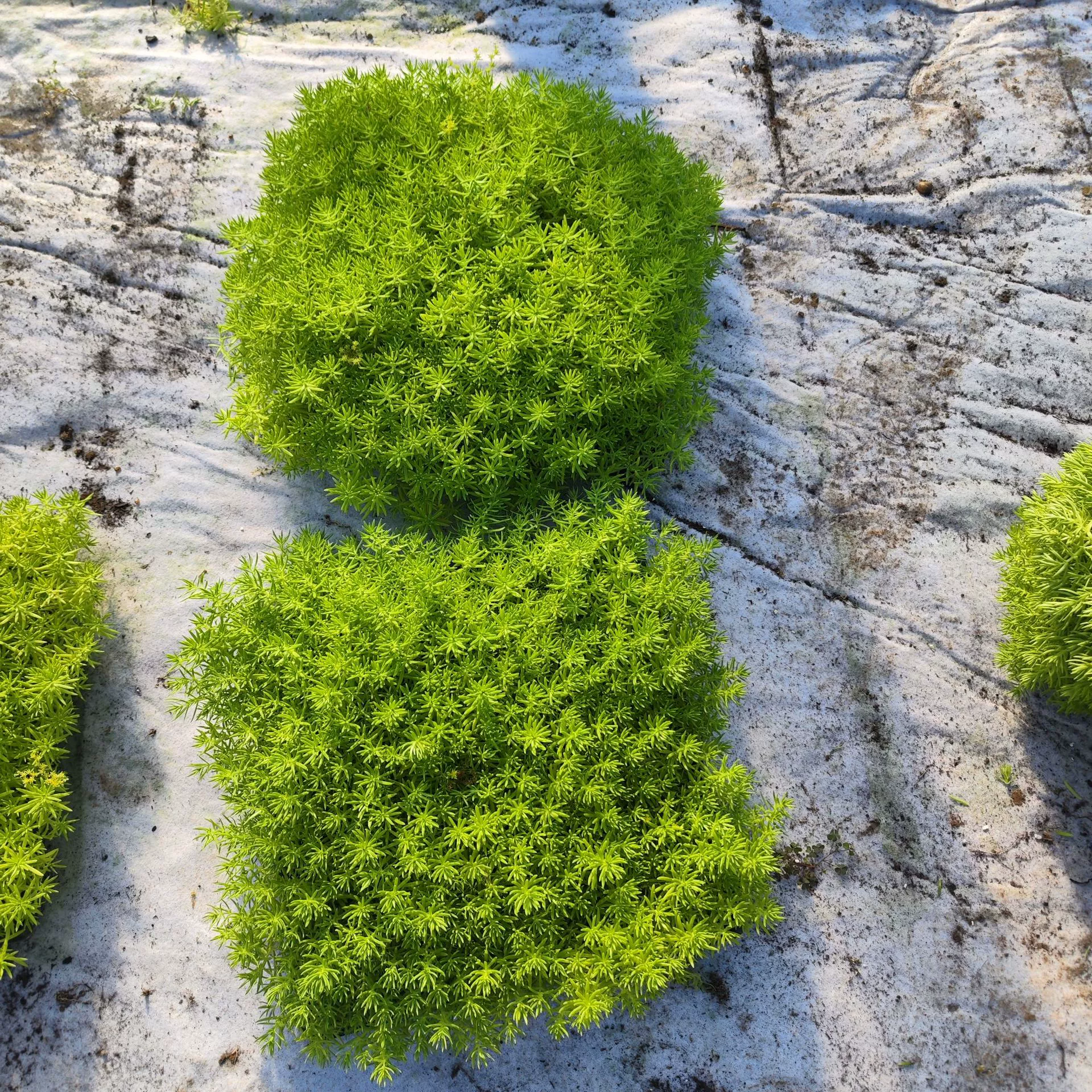 Саженцы Фергюсона с золотистым листом Озеленение крыши Холодостойкие и устойчивые к засухе Садовые сообщества Саженцы на вилках Фергюсона