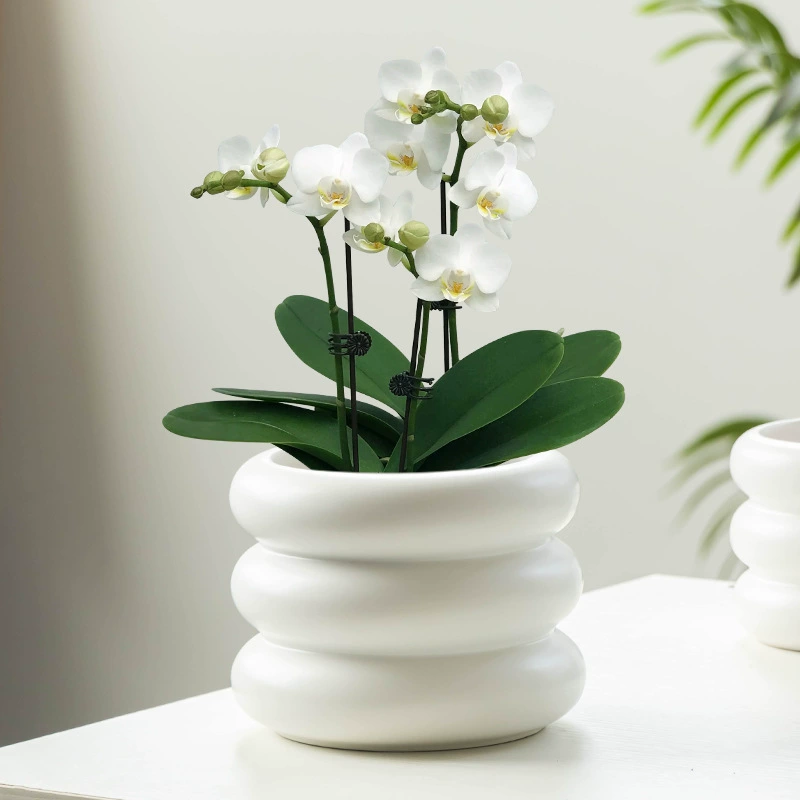 Скандинавская бабочка Орхидея белая Пальма зеленое растение специальный бассейн матовый белый три круга круглый рот керамический горшок бытовой растительный горшок оптом