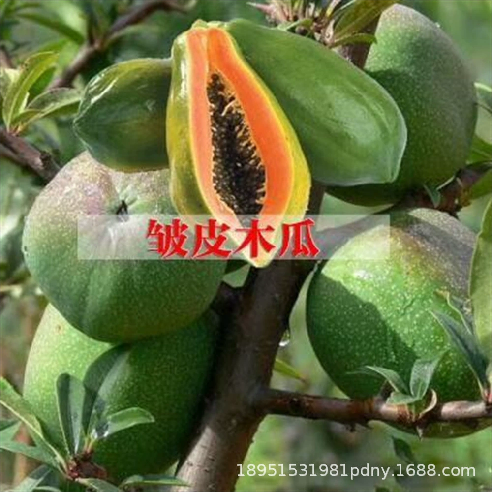 Тайвань папайя саженец Южный большой зеленый папайя красное мясо фрукты папайя саженец Кристалл сахар молоко Саженец