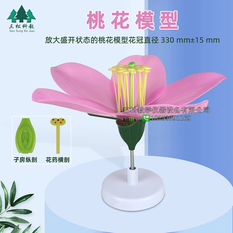 桃花模型 可拆装放大盛开的桃花直径32cm 新课标生物教学仪器模型