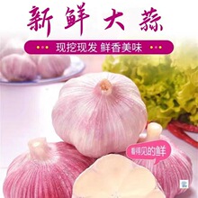 农家紫皮鲜蒜美味湿鲜蒜籽农家生蒜产地直发多瓣紫皮蒜头大蒜头