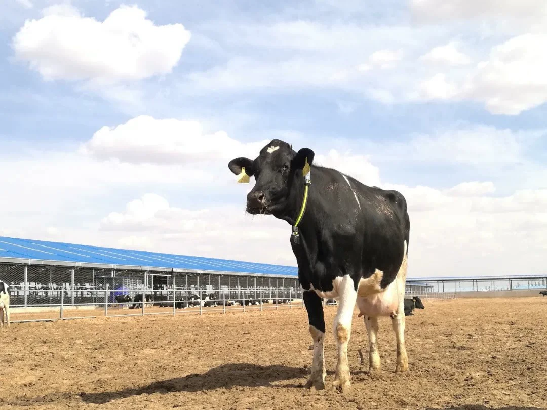 Ошейник для коровы, ремень для коровы, ремень для овцы, ошейник для овцы, принадлежности для пастбищ, умный ошейник, поводок для коровы, ошейник для коровы.