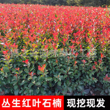 t~ʯСl@ֹ̾GֲļԼt~ʯë