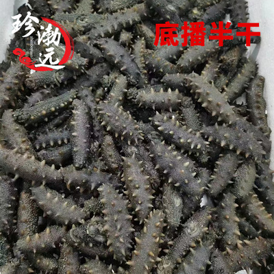 大连底播半干海参底播拉缸盐大连海参半干海参一件代发货