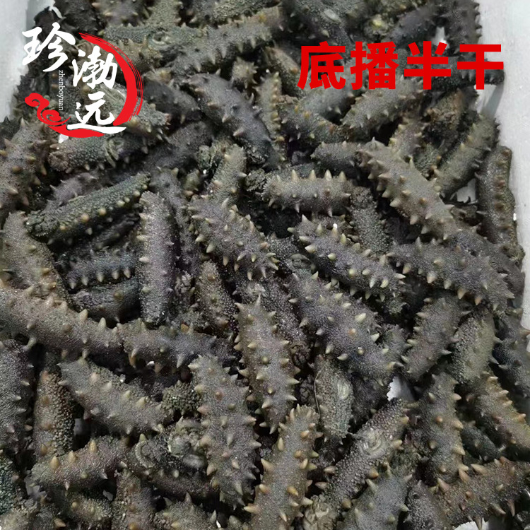 大连底播半干海参底播拉缸盐大连海参半干海参一件代发货