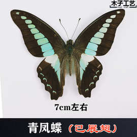 2024A-真蝴蝶标本未展翅各种原蝶杂蝶昆虫幼儿园教学收藏摄影道具