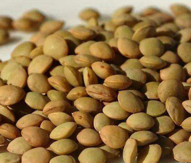 ϸ��ë��ϸ����������p-REFINYL