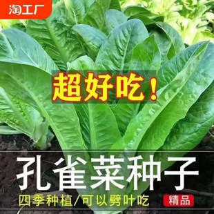 Peacock Seeds, Roman Upright Lettuce, Lettuce Seeds, High Calcium Nutritional Vegetable Seeds for All Seasons