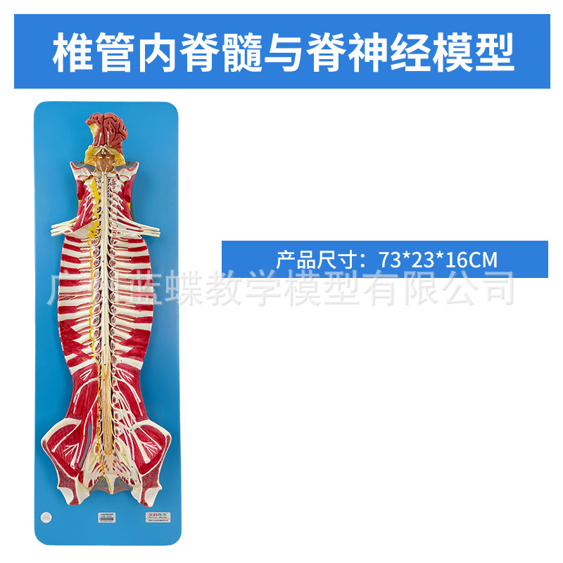 ������ϵͳ ѪҺѭ��ϵͳ ����ϵͳ ����ϵͳ �ڷ��� ������