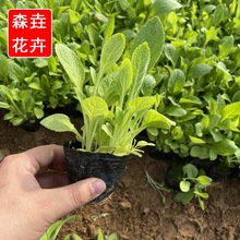 毛地黄多年生草本植物 观赏草四季时令草花 宿根地被花卉毛地黄