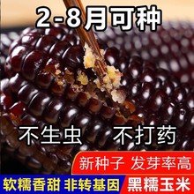 黑甜糯黑玉米种孑超甜水果菠萝玉米香脆甜糯四季种籽紫玉米高产子