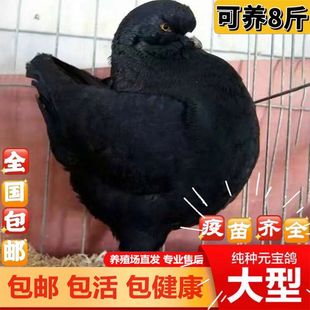 ���NԪ������ĸһ���ش���ͷN�������^�p���ӻ�����µ���ֳ