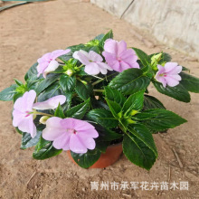凤仙山东青州大量供应盆栽凤仙多种开花颜色棵型饱满苗壮