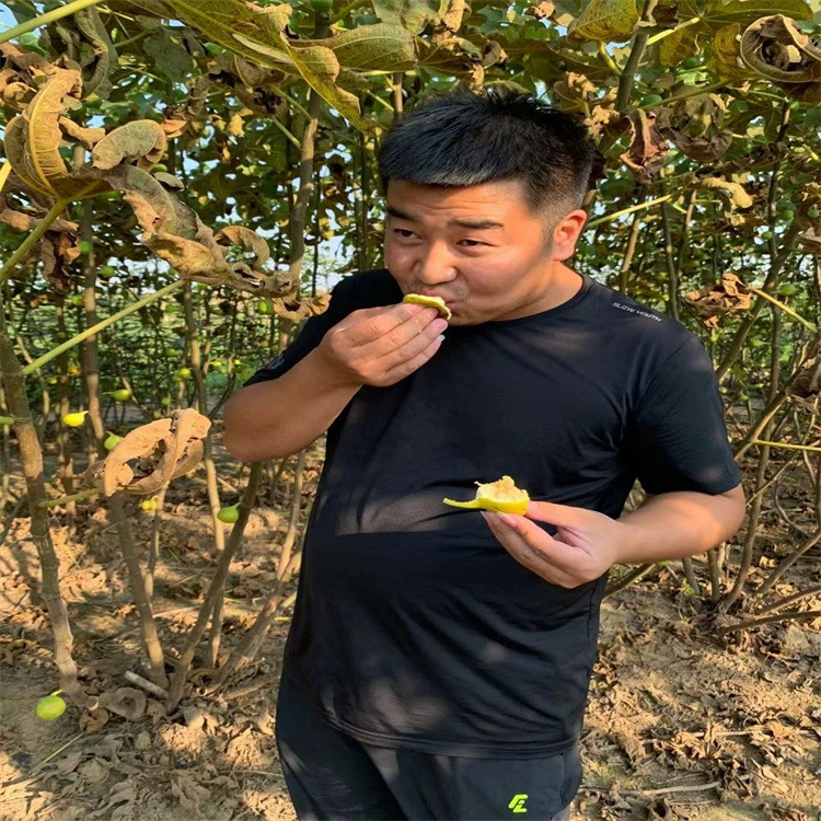 直销无花果树苗 当年结果 盆栽地栽 品种全无花果树苗