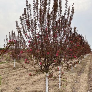 ���� ���庣�Ę� ���x���� �|���ͺ��������Ę�  С�^�G���L����