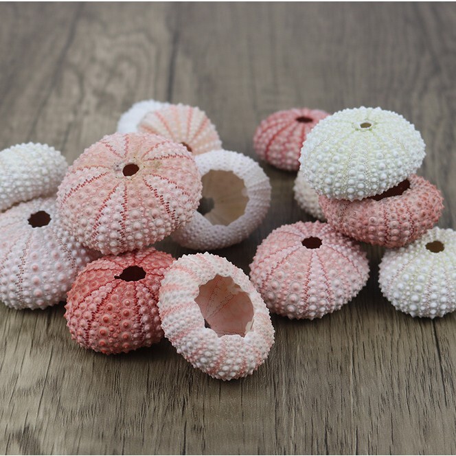 Natural shell and conch series sea urchin shell specimens, handicrafts, home collection ornaments, decorative air plant stands Natural shell and conch series sea urchin shell specimens, handicrafts, home collection ornaments, decorative air plant stands