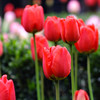 Tulip species ball flower seed seed seed seed seeds are easy to live cold water resistance to soil cultivation pots and pots of imported heavy petal balls in the Netherlands