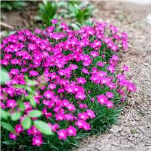 �Wʯ�񻨷N����ʳ�������ʯ��N���҃����ƺ���ѻ�����