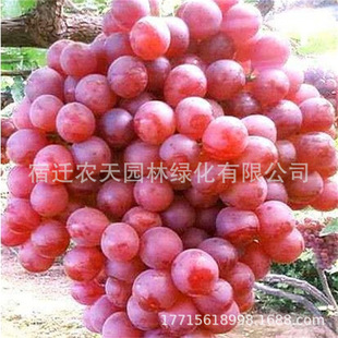 ����������Ʒ�N ���ןo�������� ����o�� �Ϸ������Nֲ ���ј���