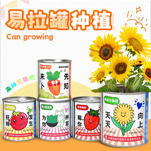 Green Plant Indoor Potted Plants Wholesale Students and Kidsren Creative Plant Blind Box Prizes Customized Kindergarten Reward Small Gifts