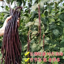 春秋紅長豇豆種子高產長豆角特長紫豆角缸豆種子菜豆籽早熟八月豆