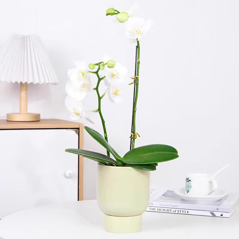 orquídea mariposa con brotes de flores planta en maceta sala de estar orquídea planta de interior flores en todas las estaciones buena para alimentar dendrobium orquídea planta verde image 38